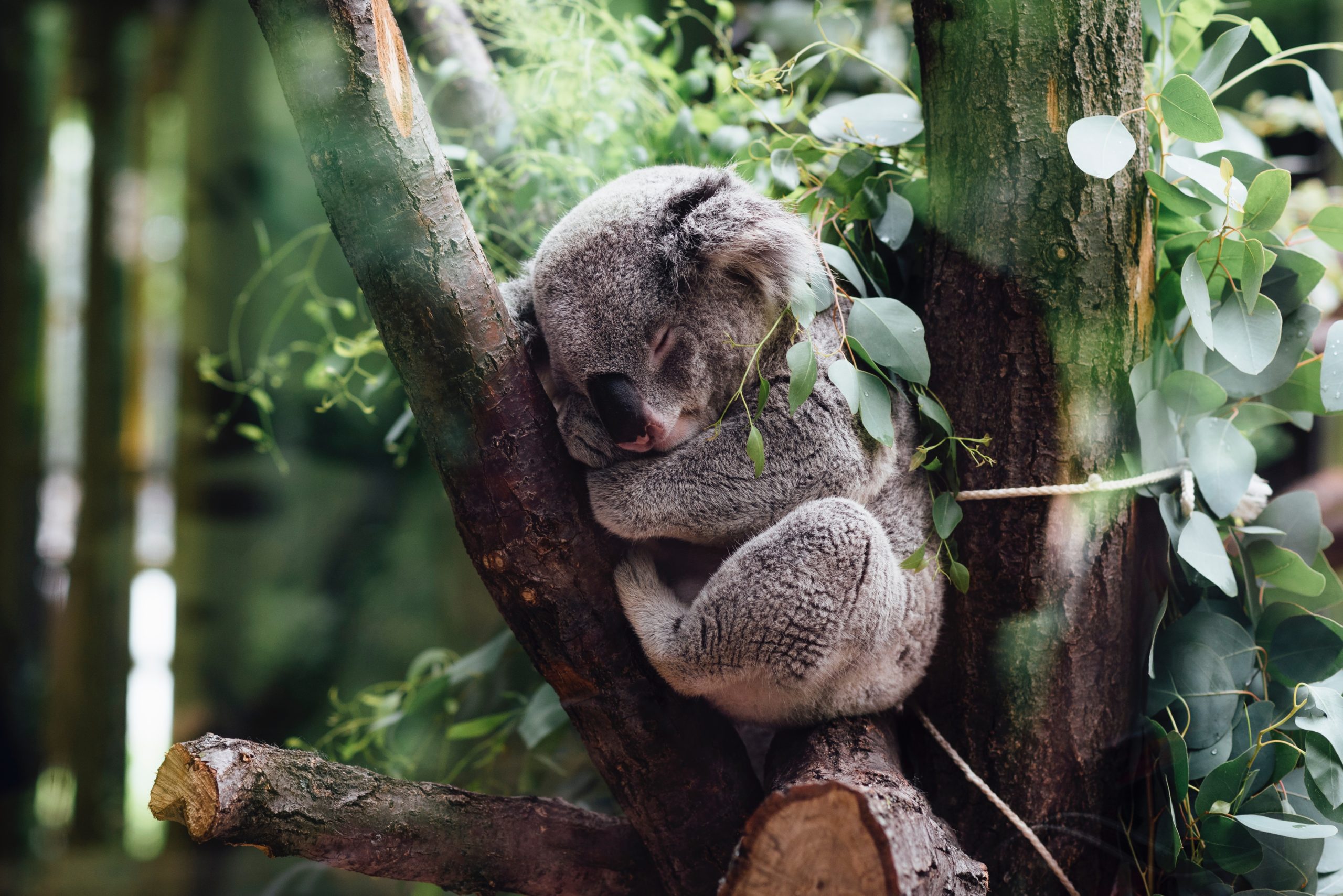 Koala sleeping on tree